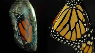 Endangered Monarch Butterfly Is Born [upl. by Noyek]