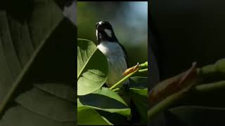 Canto de Pássaros  BIGODINHO  Lined Seedeater birds cantodepassaros aves [upl. by Sierra]