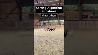 sorting algorithm in nature 😂😯programmer developer code algorithm codingmemes [upl. by Annaitsirhc]