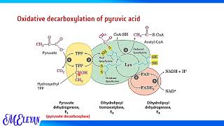 Oxidative decarboxylation and KREBS’ CYCLE [upl. by Mcdade734]