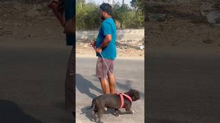 pitbull pitbullvs pitbullfacts pitbullimport pitbulldog indianpitbull doglover americanbully [upl. by Anazus]