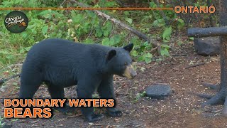 Bear Hunting with Crossbows in Northwestern Ontario  Canada in the Rough [upl. by Cock]