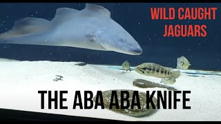 The Aba Aba Knifefish  Live Feeder Wild caught jaguar cichlids [upl. by Eliathan]