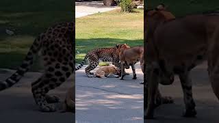 Leopard Enters City Looking for Prey and Meets Two Dogs anime wildlife leopard dog [upl. by Eerahs629]