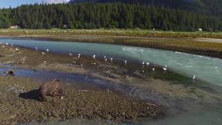 Chilkoot Lake and Bears  Haines Alaska [upl. by Iam]