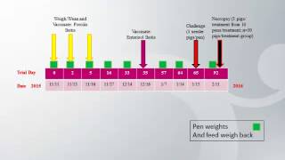 Dr Jessica Seate  Comparison of intestinal lesions between Enterisol® Ileitis amp Porcilis® Ileitis [upl. by Anedal]