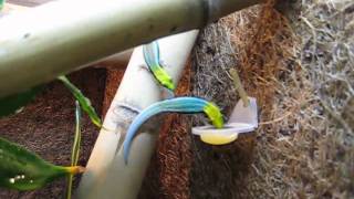 Phelsuma klemmeri feeding1 [upl. by Manfred750]