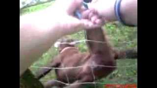 Policeman rescues dog stuck in a fencewhat happens next is amazing [upl. by Siddon]