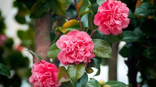 Las camelias y sus cuidados todo lo que necesitas saber  Bricomanía  Jardinatis [upl. by Shushan]