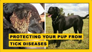 The Ultimate Guide to Tick Diseases in Dogs [upl. by Yenrab]