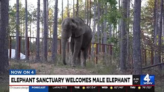 Elephant Sanctuary welcomes male elephant [upl. by Arej]