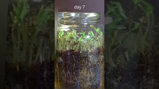 Growing tomato seeds in a jar  TIME LAPSE timelapse plant stem nature tomato vegetable seeds [upl. by Fredel131]