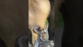 Chestnut trim 🌰 farrier horse asmr [upl. by Kcub]