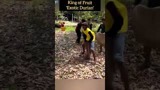 World’s Smelliest Fruit Would You Dare Try Durian  facts fruit satisfying shorts ytshorts [upl. by Roselle]