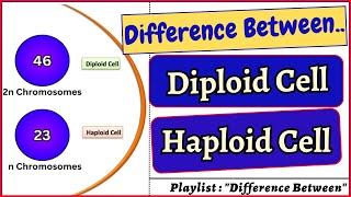 Difference between Diploid Cell and Haploid Cell Diploid haploid cell cells biology bivkedar [upl. by Ardnat]