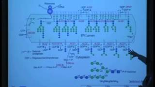 Structure and Function of N and Olinked Glycans [upl. by Elylrac]