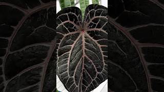 Anthurium ‘Red crystallinum’  Plant profile [upl. by Modnarb]