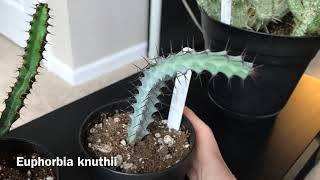 My Euphorbia Collection Update January 2019 [upl. by Belita949]