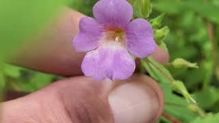 Limnophila aromatica green [upl. by Ojok]