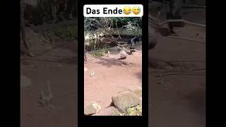 Das Ende😂😅 music remix bass bassboosted beats lustigekatze chat humour memes sing [upl. by Carie]