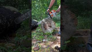 Cutting some pine for carving with the Stihl MS291 chainsaw  After repairs [upl. by At]