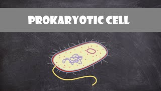 Prokaryotic Bacteria Cell Structure amp Function  Cell Biology [upl. by Ioyal]