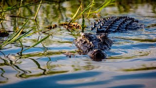 Suspected crocodile attack in Far North Queensland [upl. by Laurena212]