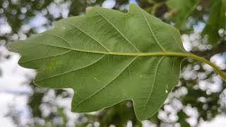 Sessile oak  underside of leaf  July 2024 [upl. by Lraep]