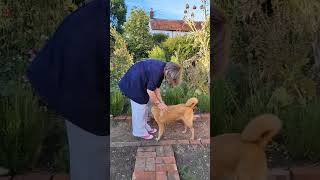 Zoomies dog doglover zoomies funtime happydog dogshorts [upl. by Ymij]