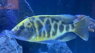 MALAWI CICHLID WATER ISSUES sick fish [upl. by Isayg]