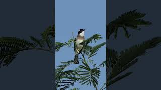 Lightvented Bulbul sings and calls [upl. by Jessamine]