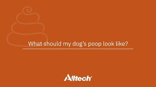 What should my dogs poop look like [upl. by Klenk]