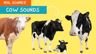 Cow Sounds Mootastic Fun and Friendly Cow Melodies for Kids [upl. by Trometer128]