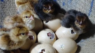 Amazing Born Chicks  Hen Harvesting Eggs To Chicks Natural Hatching  Wonderful Nature [upl. by Hallutama]