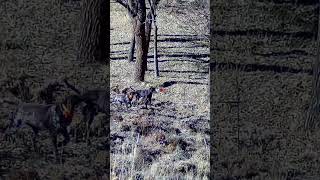 İki Kurzhaar Yan Yana Keklik Ferması partridgehunt keklik avköpeği wildlife [upl. by Arjun707]