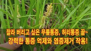 잘라 버리고 싶은 무릎통증과 허리통증 끝 강력한 통증 억제와 염증제거 작용 [upl. by Alimrahs]