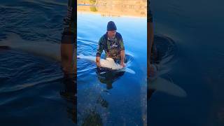 Idaho Sturgeon fishingshorts rivermonsters fishingvideo fishinglife [upl. by Vashtee]