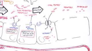 Effect of pH and pKa on Amino Acid Structure [upl. by Iorgos]