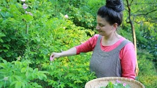 Foraging amp Feasting Beverage Making Episode 3 Herbal Infusions w Dina Falconi [upl. by Ocicnarf602]