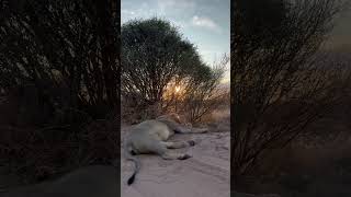 Have you ever heard a lion fart africanlionsafari botswana fart africawildlife malelion [upl. by Terhune]