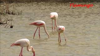 Migratory birds in Doñana National Park and Extremadura [upl. by Mordy]