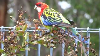 Eastern Rosella [upl. by Ibbob]