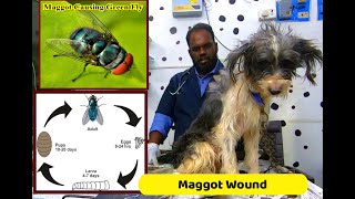 Maggot Wounds in Dog  What is Maggot Wound or Myiasis [upl. by Eoj]