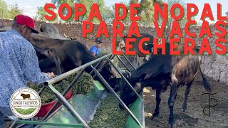 SOPA DE NOPAL PARA LAS VACAS LECHERAS  Rancho Cinco Talentos  Agricultura  Zacatecas [upl. by Oeht]