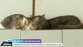 68 gatos abandonados animais estão em situação precária em apartamento [upl. by Gensler]