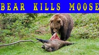 BEAR KILLS MOOSE  Медведь убил лося Охота на медведя [upl. by Adnawt]