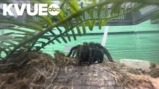 Summer is tarantula mating season in Texas  KVUE [upl. by Brinna]