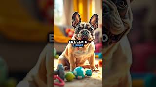 ¡Top 5 Razas de Perros 🐕perros animals cachorros mascotas beautiful [upl. by Enylrac]