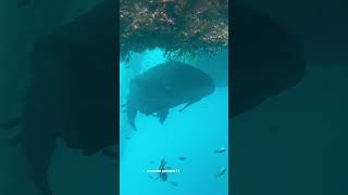 massive grouper spotted in whitsundays Australia 🇦🇺💕🐋 grouper fish australia animals [upl. by Akaya846]