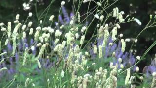 ポール・スミザー Sanguisorba tenuifolia var alba ナガボノシロワレモコウ [upl. by Kisor]